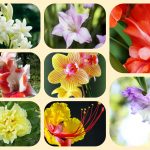 Xin giấy phép mở nhà thuốc tại huyện Bắc Tân Uyên 6 Muốn mở quầy thuốc tại huyện Bắc Tân Uyên