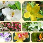 Xin giấy phép mở nhà thuốc tại huyện Cờ Đỏ 6 Muốn mở quầy thuốc tại huyện Cờ Đỏ