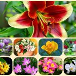Thành lập công ty cổ phần tại Đồng Tháp 6 Muốn thành lập công ty cổ phần Đồng Tháp