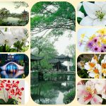 Thành lập công ty cổ phần tại Huyện Bắc Tân Uyên 6 Muốn thành lập công ty cổ phần Huyện Bắc Tân Uyên