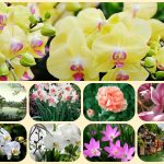 Thành lập công ty cổ phần tại Huyện Củ Chi 6 Muốn thành lập công ty cổ phần Huyện Củ Chi