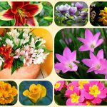 Thành lập công ty cổ phần tại Lạng Sơn 6 Muốn thành lập công ty cổ phần Lạng Sơn