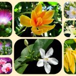 Thành lập địa điểm kinh doanh tại Bến Tre 6 Muốn thành lâp địa điểm kinh doanh tại Bến Tre