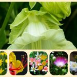 Thành lập địa điểm kinh doanh tại Huyện Cờ Đỏ 4 Muốn thành lâp địa điểm kinh doanh tại Huyện Cờ Đỏ