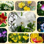 Thành lập địa điểm kinh doanh tại Khánh Hòa 6 Muốn thành lâp địa điểm kinh doanh tại Khánh Hòa