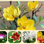 Thành lập địa điểm kinh doanh tại Lào Cai 6 Muốn thành lâp địa điểm kinh doanh tại Lào Cai
