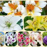 Dịch vụ thành lập doanh nghiệp tại huyện Nhà Bè 6 Muốn thành lập doanh nghiệp tại huyện Nhà Bè