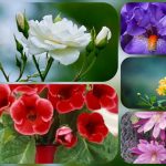 Thành lập hộ kinh doanh tại Huyện Cờ Đỏ 6 Muốn thành lập hộ kinh doanh tại Huyện Cờ Đỏ