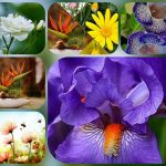 Chi phí hành lập hộ kinh doanh tại Lào Cai