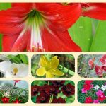 Dịch vụ mở nhà thuốc đạt GPP tại Hải Dương 6 Muốn mở nhà thuốc đạt GPP tại Hải Dương