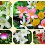 Muốn mở nhà thuốc đạt GPP tại Huyện Bàu Bàng