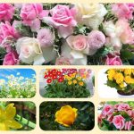 Dịch vụ mở nhà thuốc đạt GPP tại Vĩnh Phúc 6 Muốn mở nhà thuốc đạt GPP tại Vĩnh Phúc