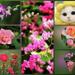 Xin giấy phép phòng khám tại An Giang 6 Muốn xin giấy phép mở phòng khám tại An Giang