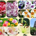 Tư vấn thành lập công ty tại Huyện Dầu Tiếng – Hướng dẫn chi tiết, trọn gói 2025 6 Tư vấn thành lập công ty tại Huyện Dầu Tiếng