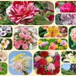 Tư vấn thành lập công ty tại Huyện Phú Giáo 6 Tư vấn thành lập công ty tại Huyện Phú Giáo
