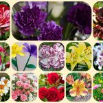Tư vấn thành lập công ty tại Thành Phố Hồ Chí Minh 6 Tư vấn thành lập công ty
