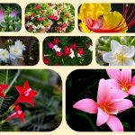 Dịch vụ thành lập địa điểm kinh doanh tại Lào Cai 6 Dịch vụ thành lập địa điểm kinh doanh tại Lào Cai