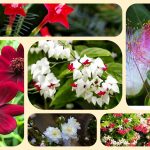 Dịch vụ thành lập địa điểm kinh doanh tại Vĩnh Phúc 6 Dịch vụ thành lập địa điểm kinh doanh tại Vĩnh Phúc
