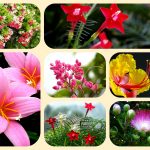 Dịch vụ thành lập địa điểm kinh doanh tại Vũng Tàu 6 Dịch vụ thành lập địa điểm kinh doanh tại Vũng Tàu