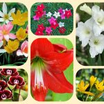 Xin giấy phép mở nhà thuốc tại Bình Định 6 Muốn xin giấy phép mở nhà thuốc tại Bình Định