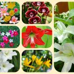 Xin giấy phép mở nhà thuốc tại Cao Bằng 6 Muốn xin giấy phép mở nhà thuốc tại Cao Bằng