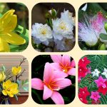 Xin giấy phép mở nhà thuốc tại Hà Giang 6 Muốn xin giấy phép mở nhà thuốc tại Hà Giang