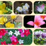 Xin giấy phép mở nhà thuốc tại Khánh Hòa 6 Muốn xin giấy phép mở nhà thuốc tại Khánh Hòa