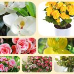Xin giấy phép mở nhà thuốc tại Ninh Bình 6 Muốn xin giấy phép mở nhà thuốc tại Ninh Bình