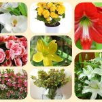 Xin giấy phép mở nhà thuốc tại Tiền Giang 6 Muốn xin giấy phép mở nhà thuốc tại Tiền Giang