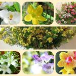Xin giấy phép mở nhà thuốc tại Vĩnh Phúc 6 Muốn xin giấy phép mở nhà thuốc tại Vĩnh Phúc