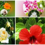Xin giấy phép lao động tại Bình Định 6 Cần dịch vụ làm phép lao động tại Bình Định