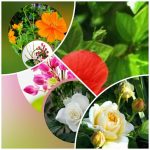 Xin giấy phép lao động tại Cao Bằng 6 Cần dịch vụ làm phép lao động tại Cao Bằng