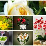 Xin giấy phép lao động tại Hải Dương 6 Cần dịch vụ làm phép lao động tại Hải Dương