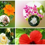 Xin giấy phép lao động tại Hải Phòng 6 Cần dịch vụ làm phép lao động tại Hải Phòng