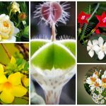Cần dịch vụ làm phép lao động tại Huyện Cờ Đỏ