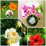 Xin giấy phép lao động tại Khánh Hòa 6 Cần dịch vụ làm phép lao động tại Khánh Hòa