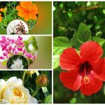 Xin giấy phép lao động tại Long An 6 Cần dịch vụ làm phép lao động tại Long An
