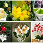 Hướng Dẫn Chi Tiết Xin Giấy Phép Lao Động Tại Phú Thọ 16 Cần dịch vụ làm phép lao động tại Phú Thọ