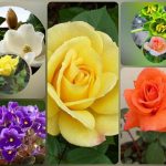 Dịch vụ thành lập công ty du lịch tại Lào Cai 6 Muốn thành lập công ty du lịch tại Lào Cai