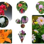 Dịch vụ giải thể công ty Huyện Bàu Bàng 3 Muốn giải thể công ty Huyện Bàu Bàng