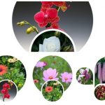 Dịch vụ giải thể công ty Huyện Từ Liêm 3 Muốn giải thể công ty Huyện Từ Liêm