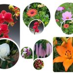 Thủ tục giải thể công ty tại Huyện Bắc Tân Uyên 6 Muốn giải thể công ty tại Huyện Bắc Tân Uyên