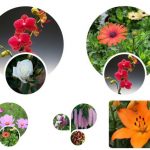 Thủ tục giải thể công ty tại Huyện Phú Giáo 6 Muốn giải thể công ty tại Huyện Phú Giáo