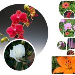 Thủ tục giải thể công ty tại Lào Cai 3 Muốn giải thể công ty tại Lào Cai