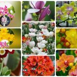 Muốn giải thể công ty tại Thành phố Thủ Đức