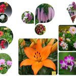 Muốn giải thể công ty tại Thị Xã Tân Uyên