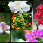 Thủ tục mở quán kinh doanh trà sữa 6 Muốn mở quán kinh doanh trà sữa
