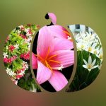 Tạm ngừng hoạt động doanh nghiệp tại Lào Cai 6 Muốn tạm ngừng doanh nghiệp tại Lào Cai