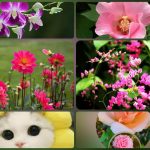 Xin giấy phép phòng khám tại Quận Gò Vấp 3 Muốn xin giấy phép mở phòng khám tại Quận Gò Vấp