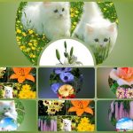 Xin giấy phép phòng khám tại Quận Phú Nhuận 3 Muốn xin giấy phép mở phòng khám tại Quận Phú Nhuận